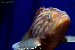 Very friendly yellow patched grouper. by Alan Mizzi 